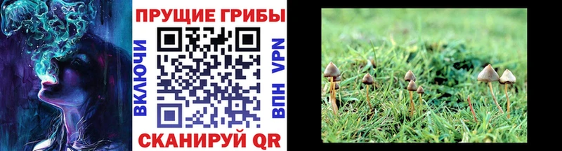нарко площадка какой сайт  Стрежевой  Псилоцибиновые грибы GOLDEN TEACHER 